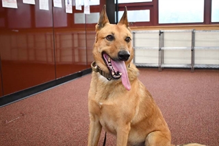 K9