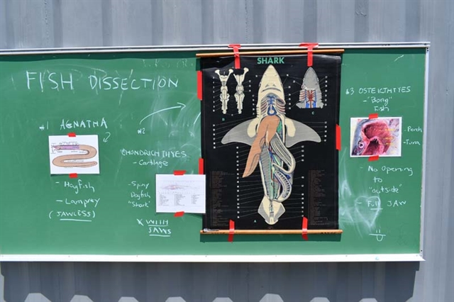chalkboard explaining fish lineage