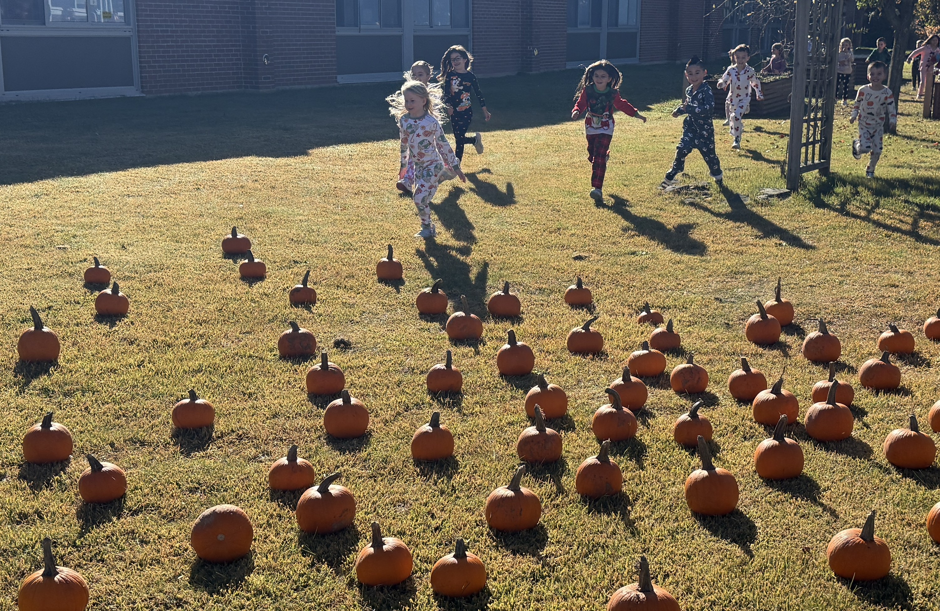 pumpkin patch