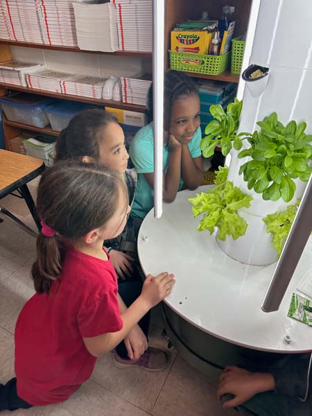 Students looking at hydroponic garden