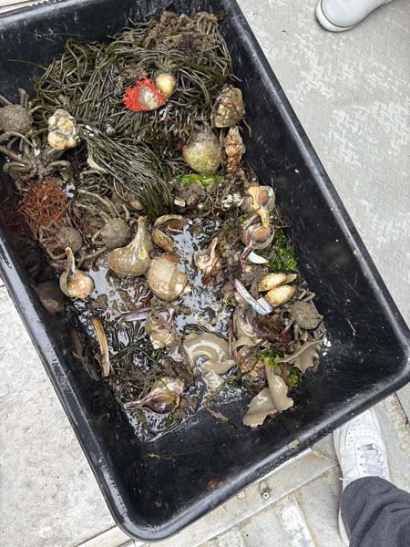basket of items found in sea