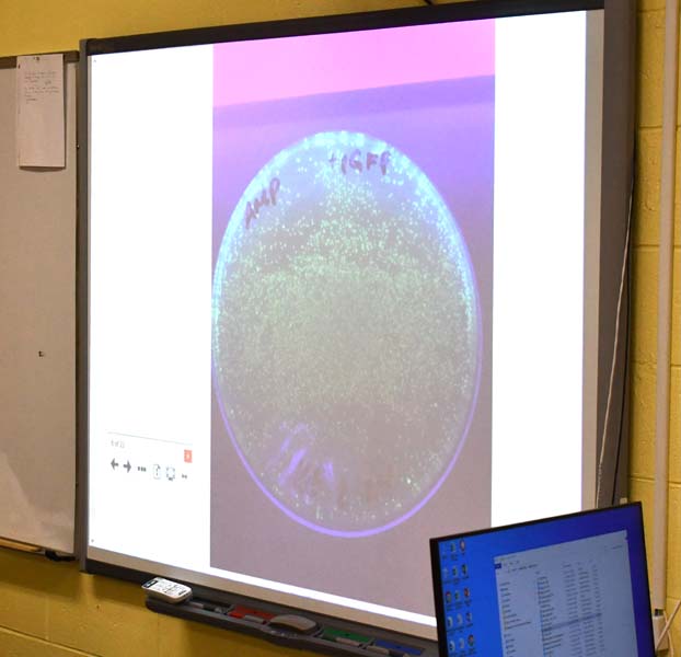 students make glowing DNA in class