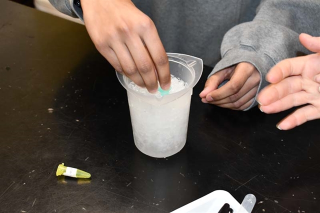 students make glowing DNA in class