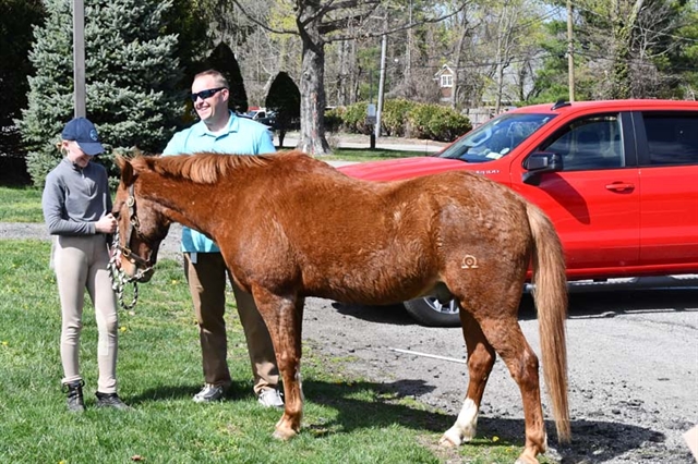 A pony at Nesaquake