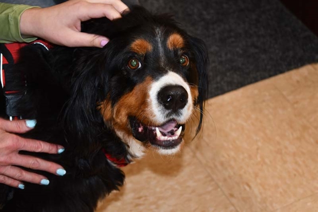 therapy dog Ralphy