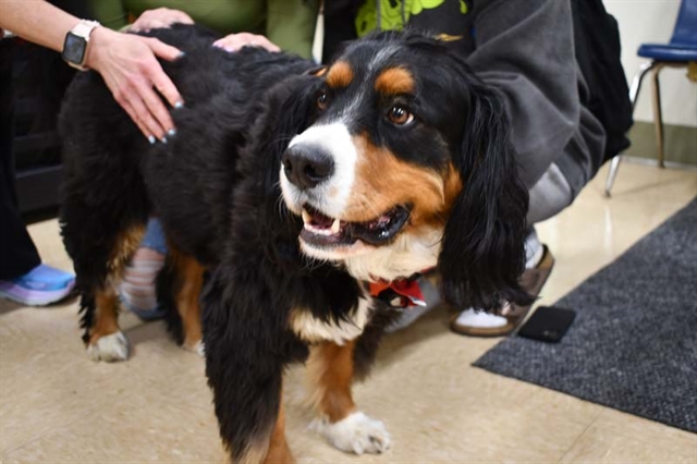 Therapy Dog Ralphy