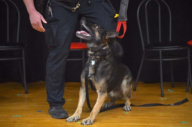 Police dog
