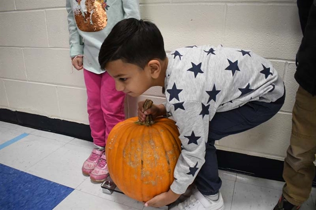 student weighing a pumpkin