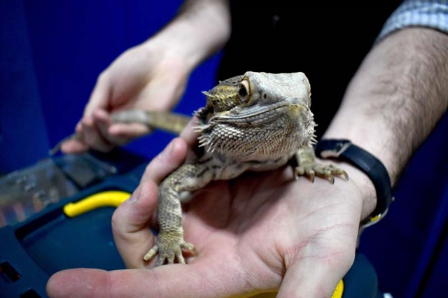 bearded dragon