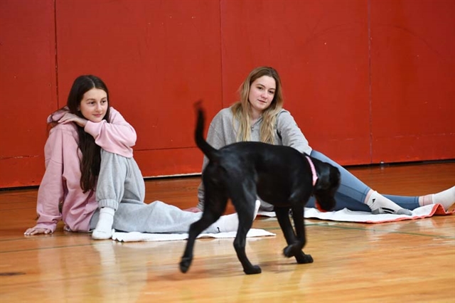 Puppy Yoga at HSE
