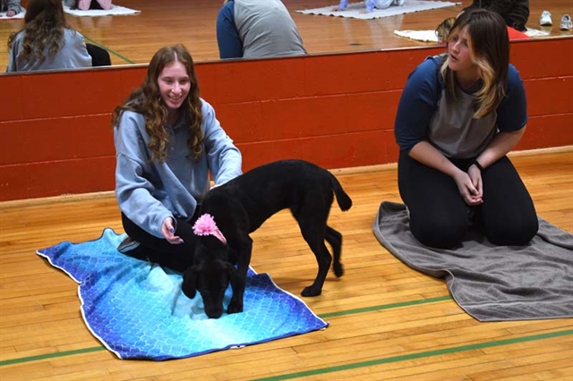 Puppy Yoga at HSE