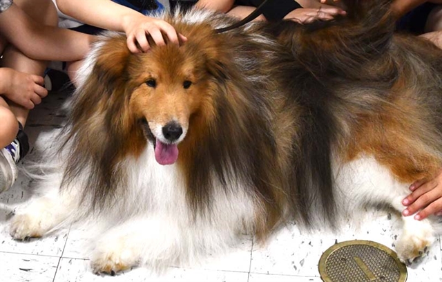 therapy dog with students