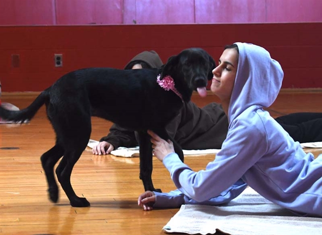 Puppy Yoga at HSE